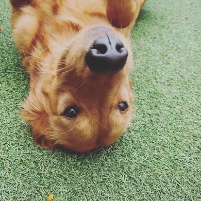 All Things Doggos Help Center home page